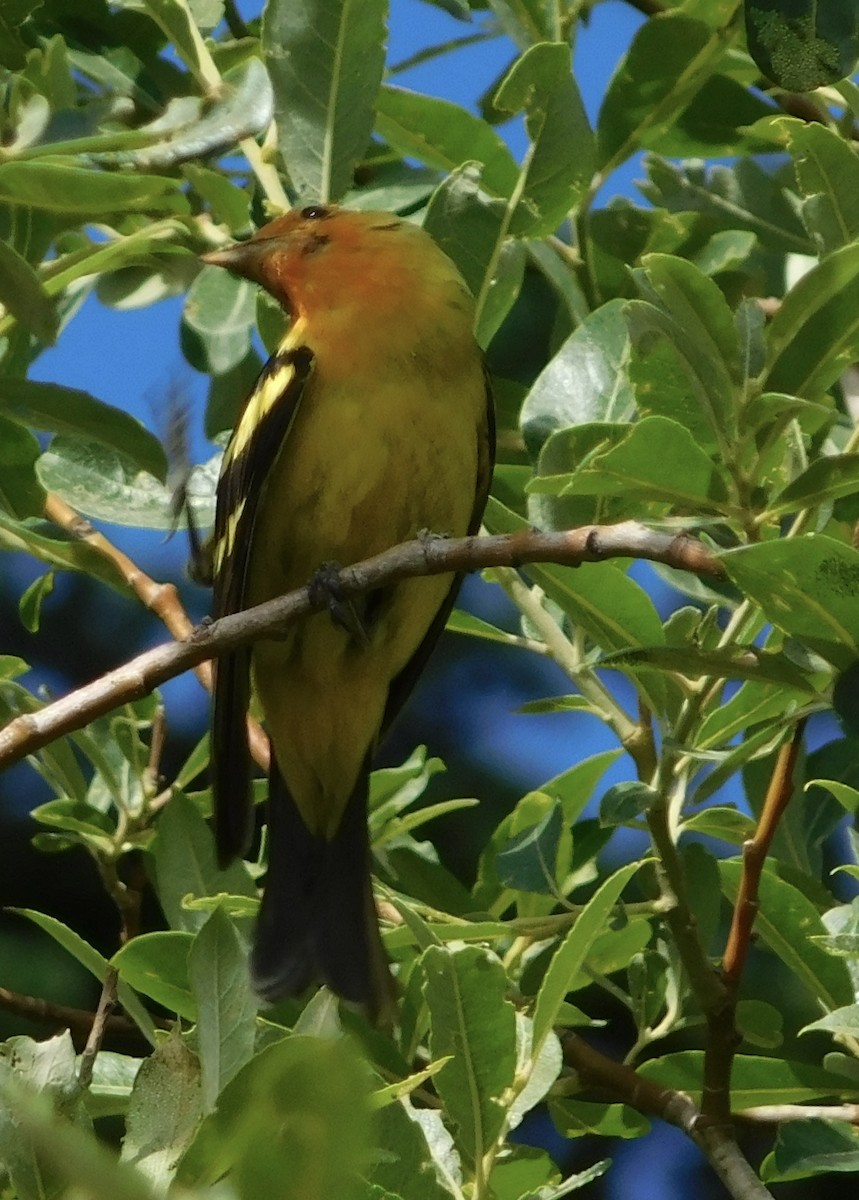 Western Tanager - Rob Pendergast