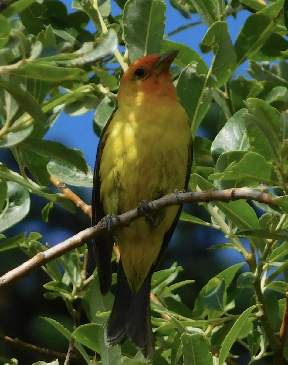Western Tanager - ML608324915