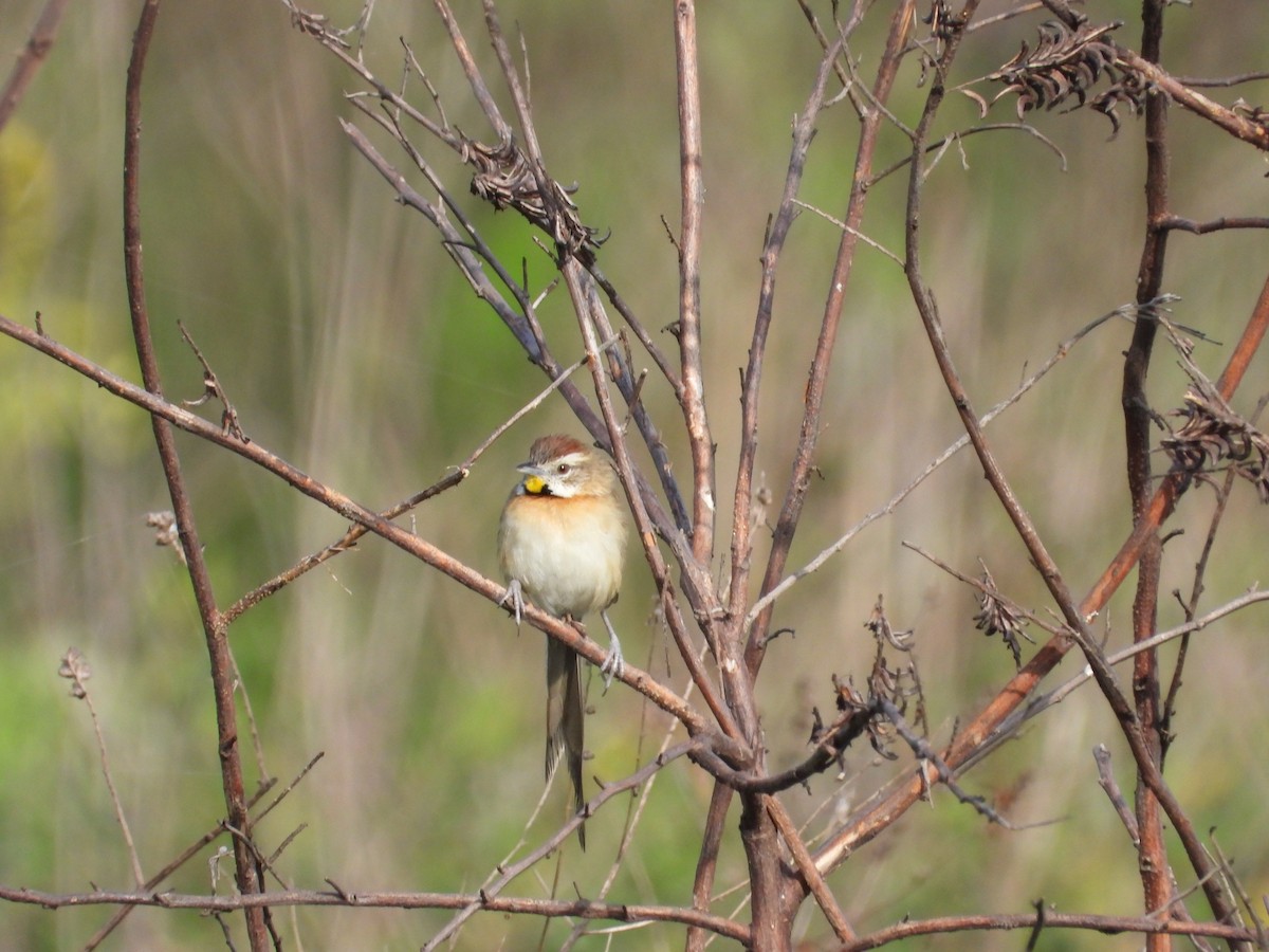 Chotoy Spinetail - ML608325391
