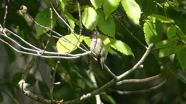 Ruby-throated Hummingbird - ML608325413