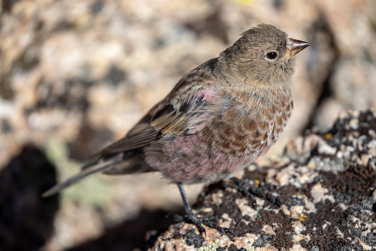 Brown-capped Rosy-Finch - ML608325427