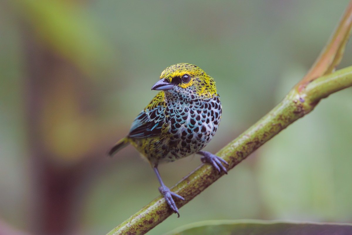 Speckled Tanager - ML608325822