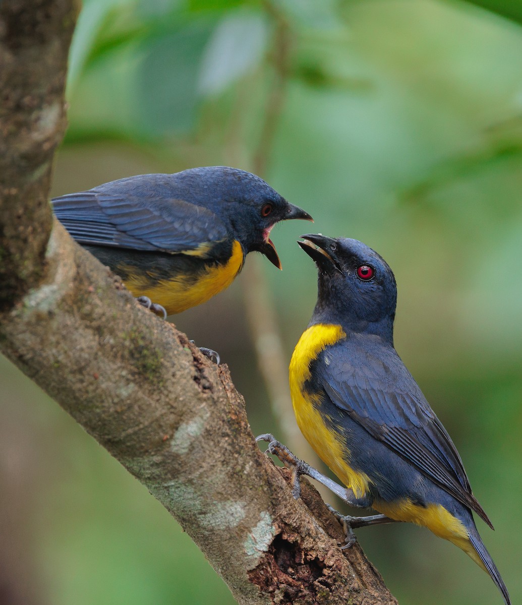 Blue-and-gold Tanager - ML608325827