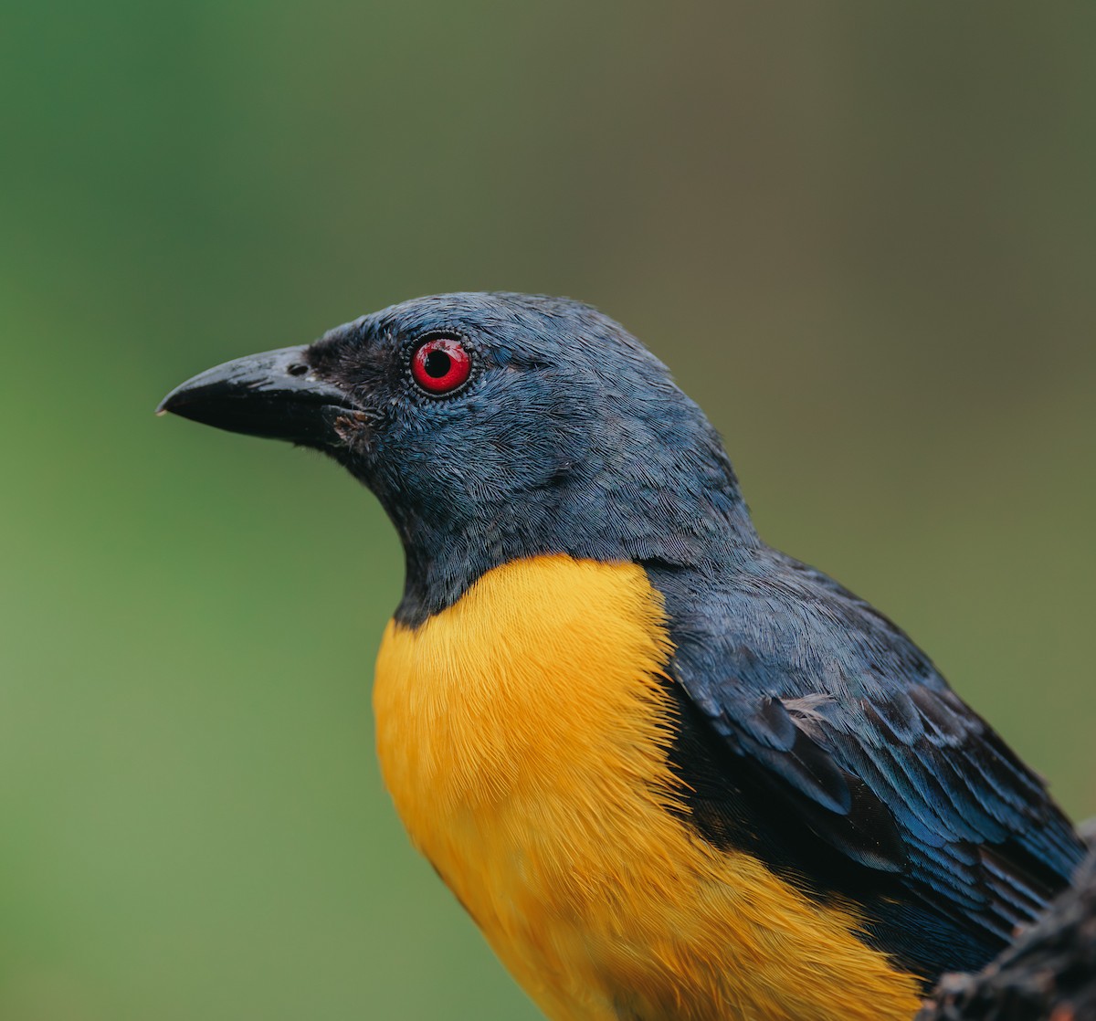 Blue-and-gold Tanager - ML608325833