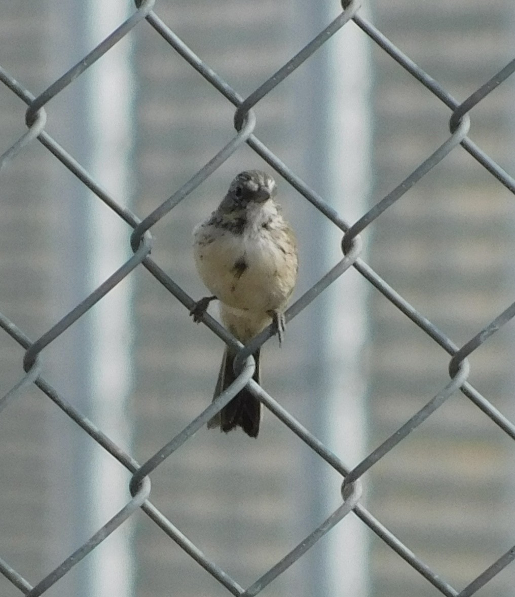 Bell's Sparrow - ML608325836