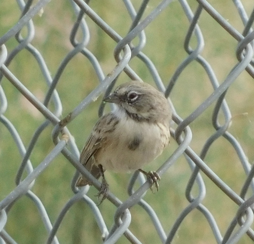 Bell's Sparrow - ML608325837