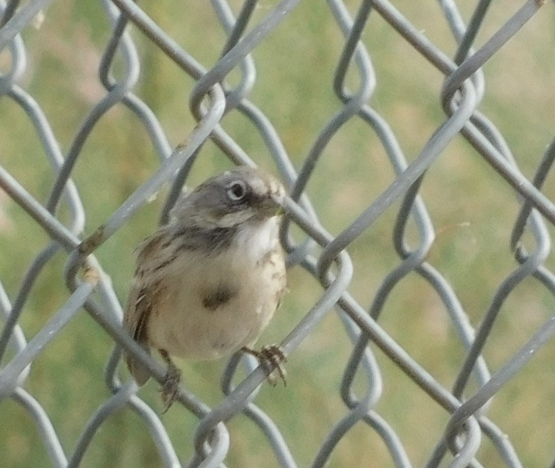 Bell's Sparrow - ML608325838