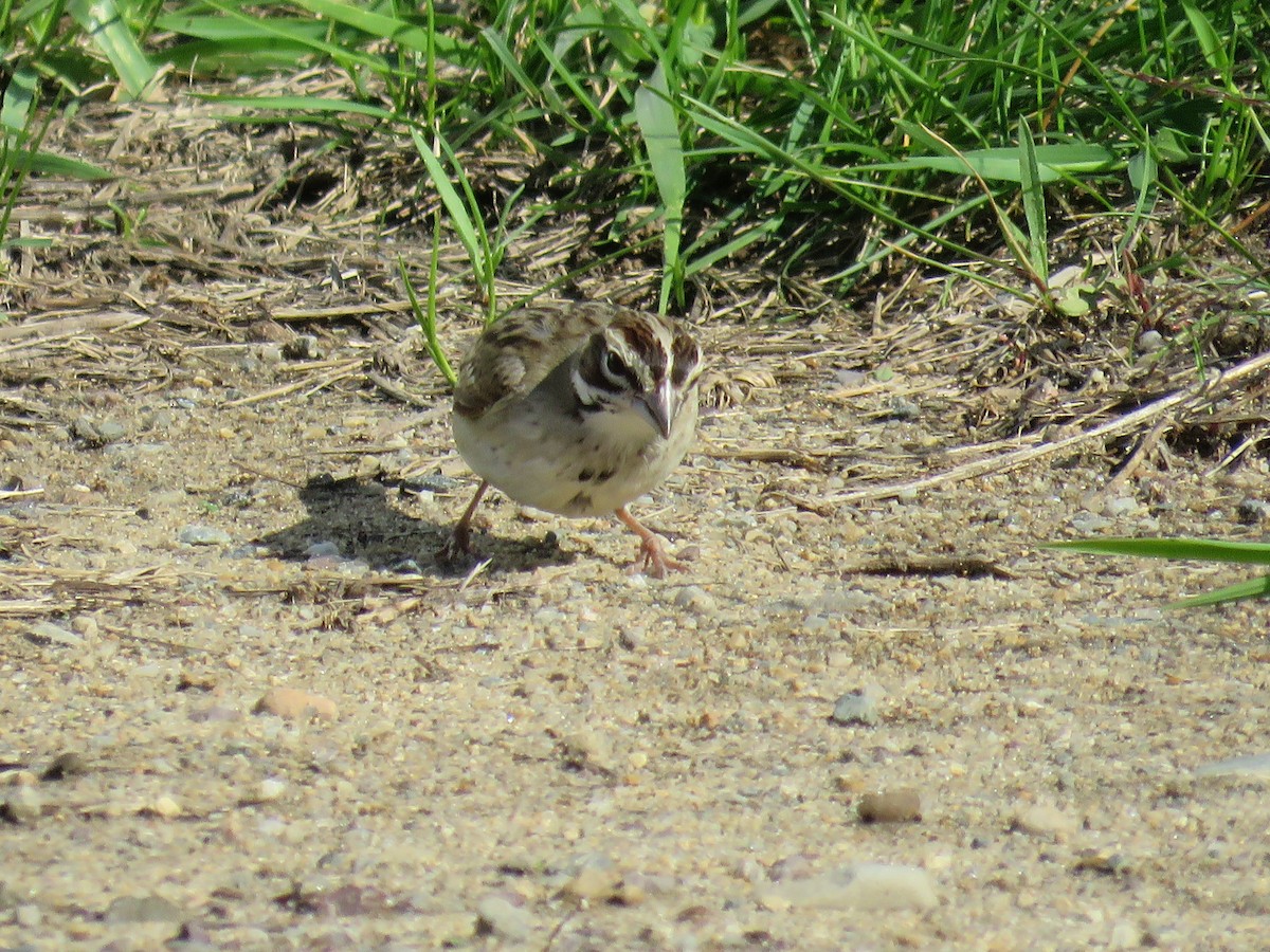 EBird Checklist 31 Aug 2023 Parker River NWR 47 Species