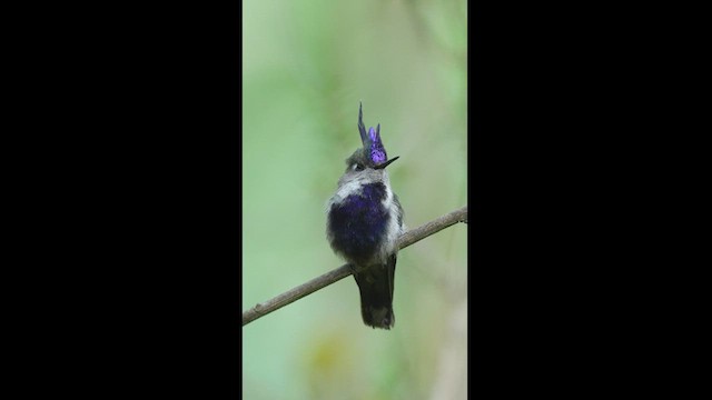 Purple-crowned Plovercrest - ML608326231