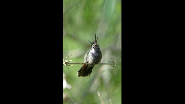 kolibřík paraguayský - ML608326232