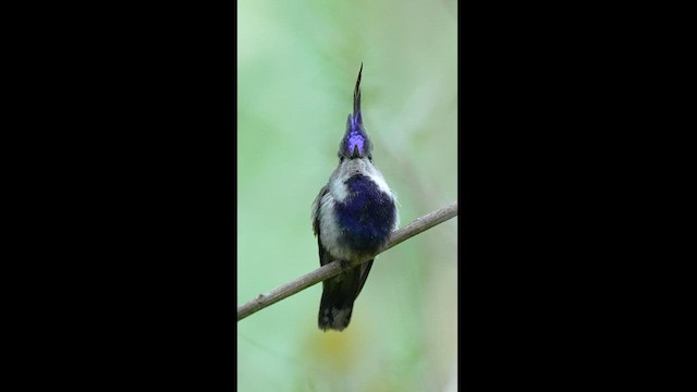 Purple-crowned Plovercrest - ML608326234