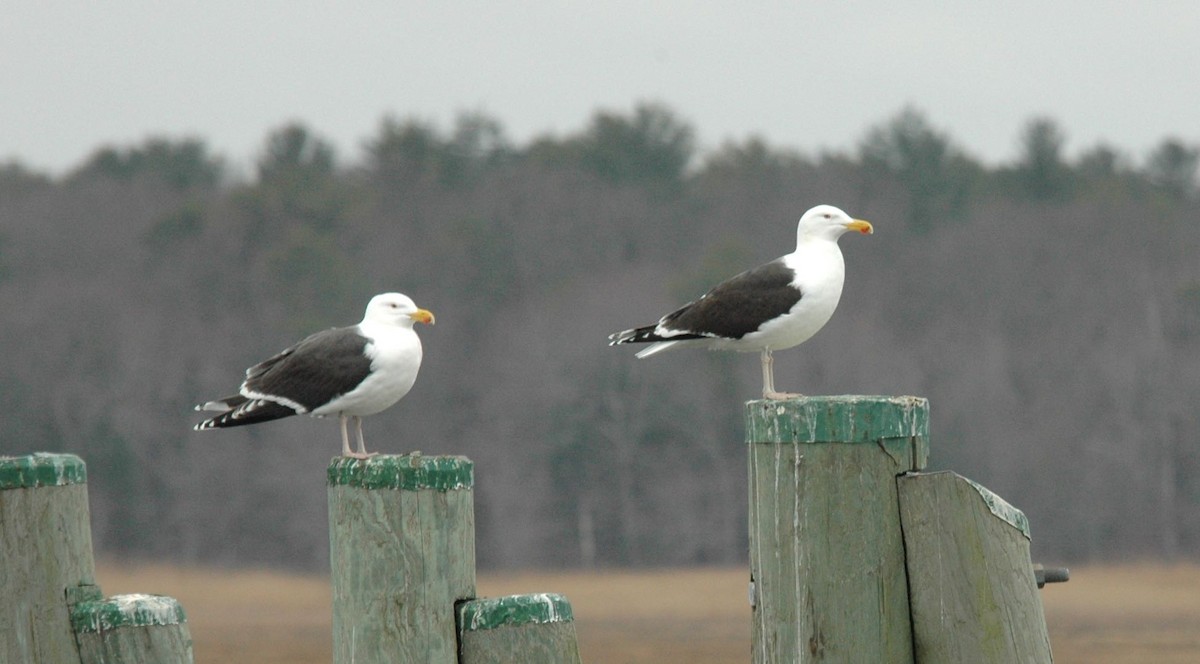 Great Black-backed Gull - Timothy Spahr