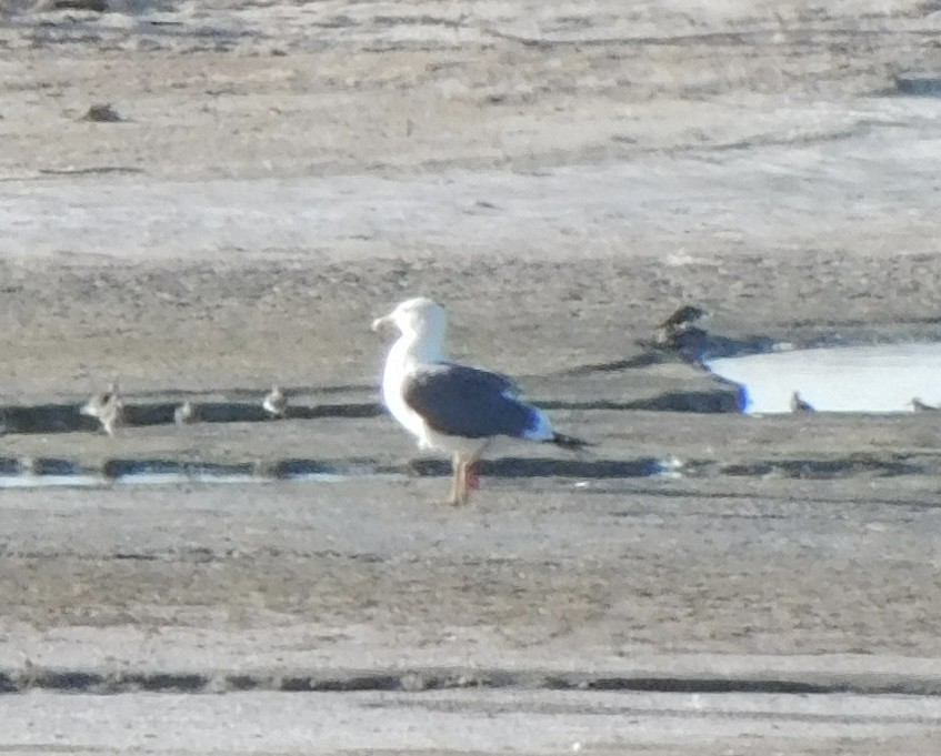 Yellow-footed Gull - ML608326428