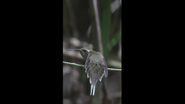Тёмногорлый колибри-отшельник - ML608326460