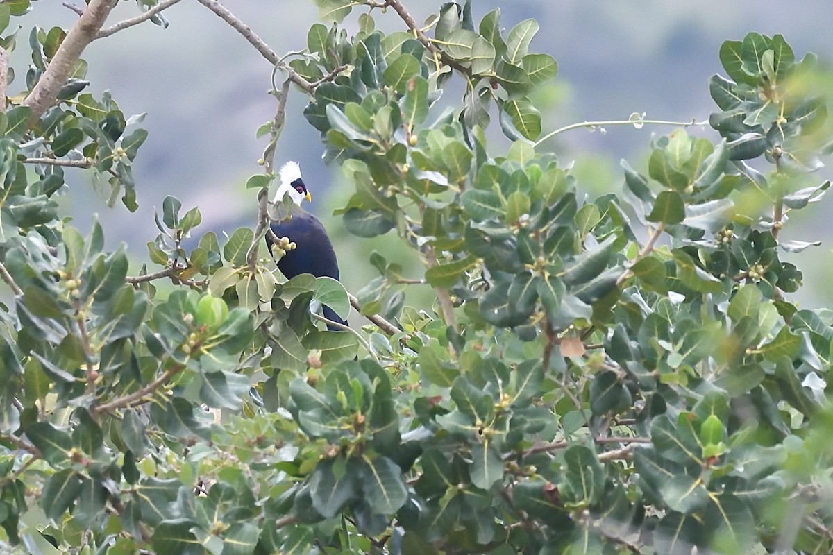 White-crested Turaco - ML608326541