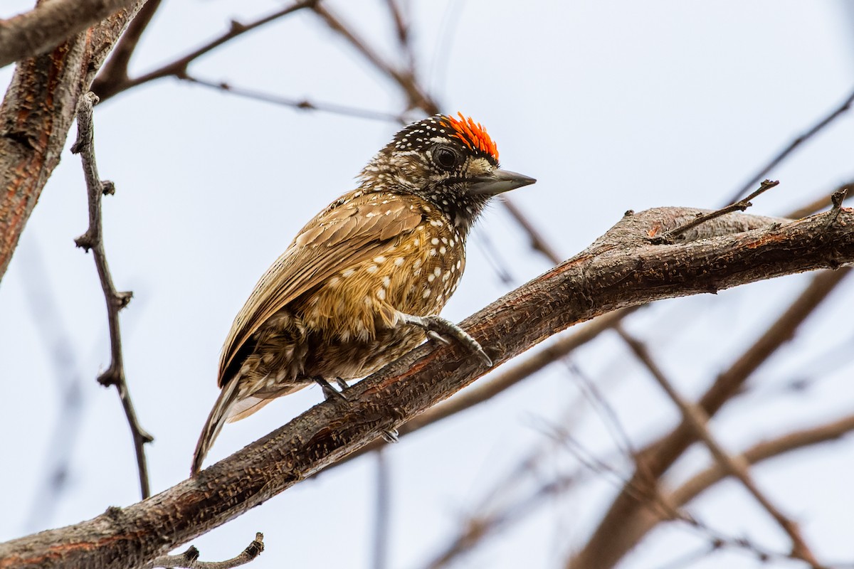 Spotted Piculet - ML608326788