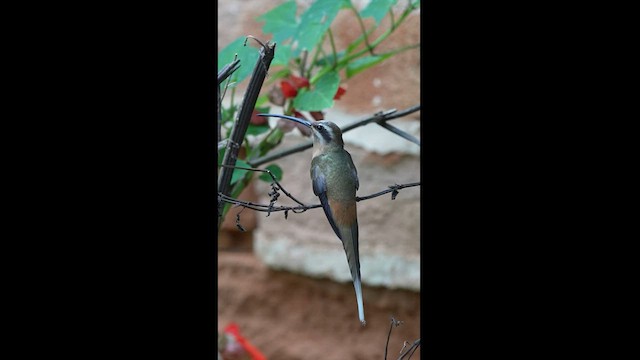 File:Phaethornis pretrei Planalto Hermit; Itapira, São Paulo