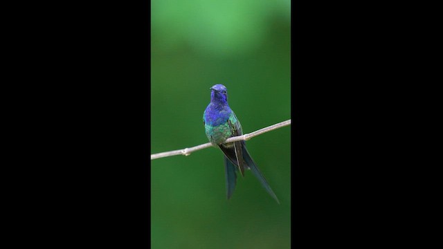 Swallow-tailed Hummingbird - ML608326936