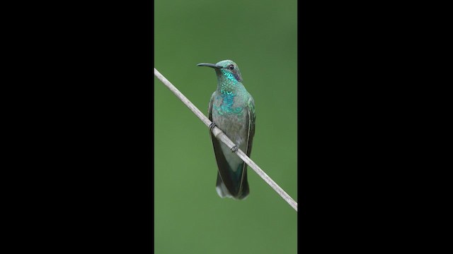 kolibřík ametystouchý - ML608326943