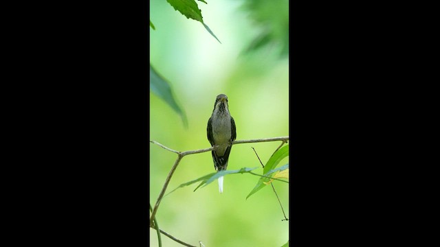 Scale-throated Hermit - ML608327121
