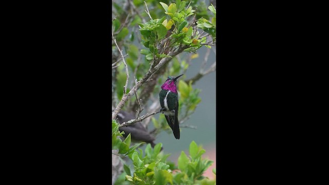 kolibřík fialovolímcový - ML608327132