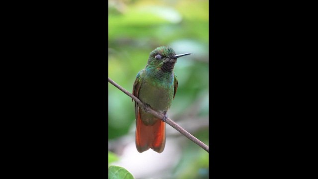kolibřík brazilský - ML608327155