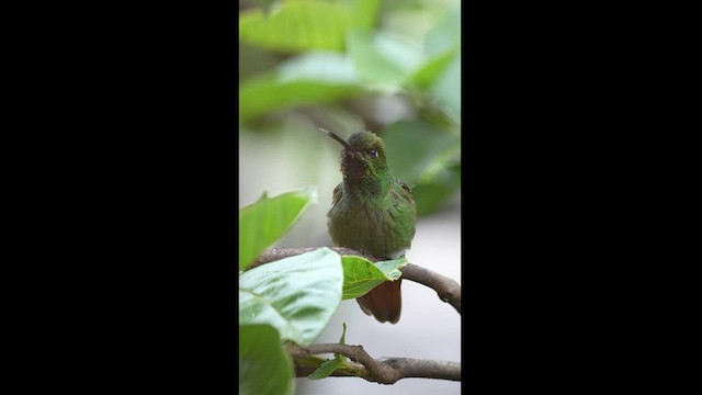 kolibřík brazilský - ML608327156