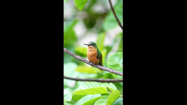 kolibřík brazilský - ML608327159