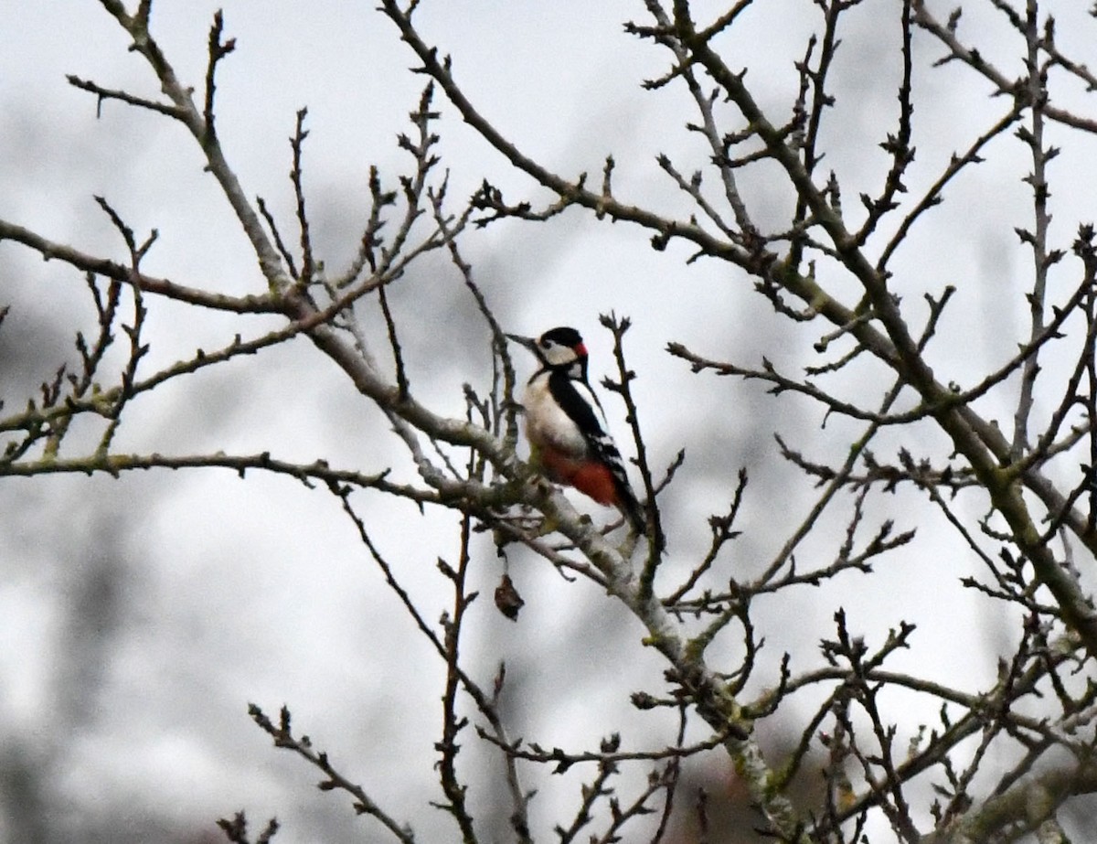 Great Spotted Woodpecker (Great Spotted) - ML608327160