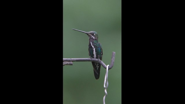 kolibřík fialovolímcový - ML608327167