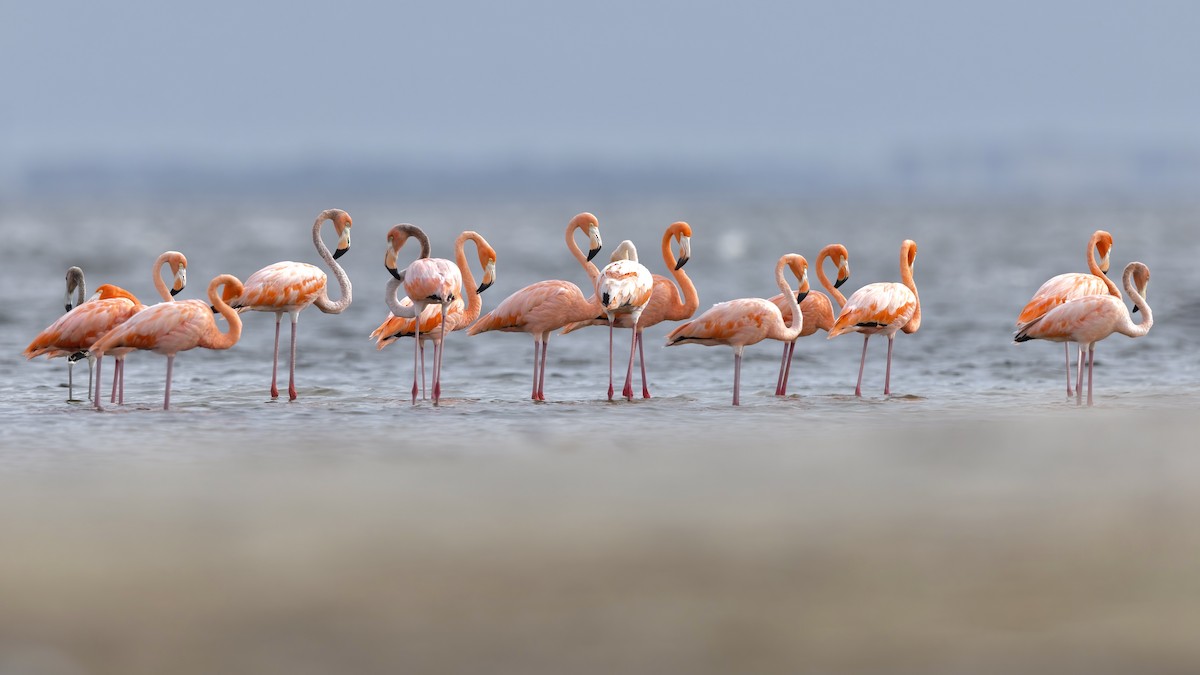 American Flamingo - ML608327957