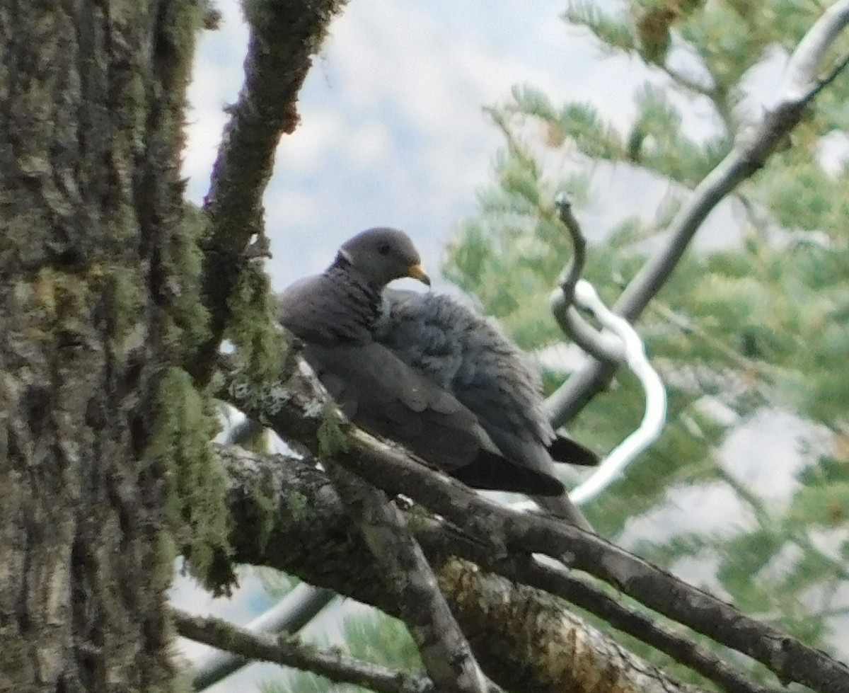 Band-tailed Pigeon - ML608327971