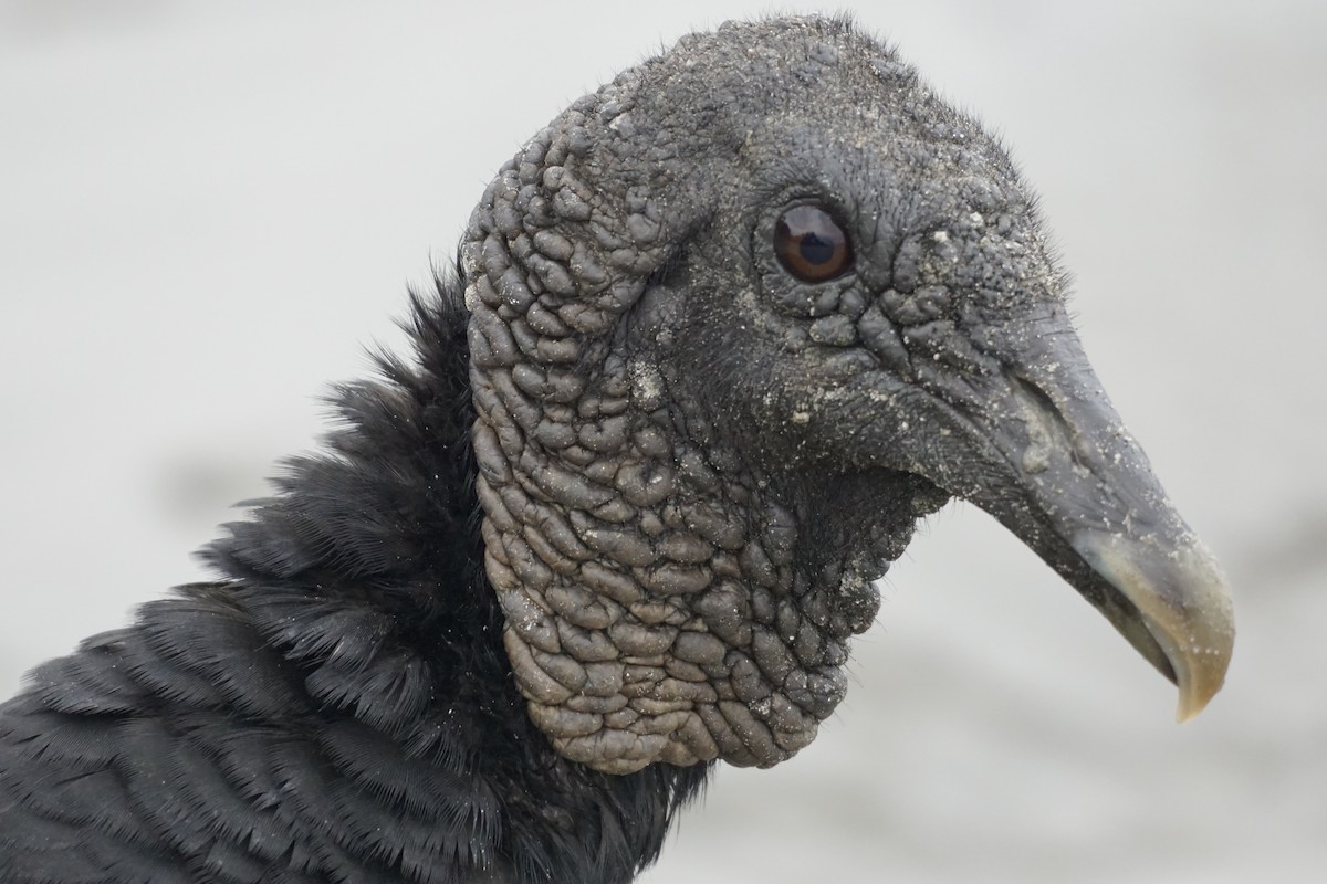 Black Vulture - Wibke Friedrich