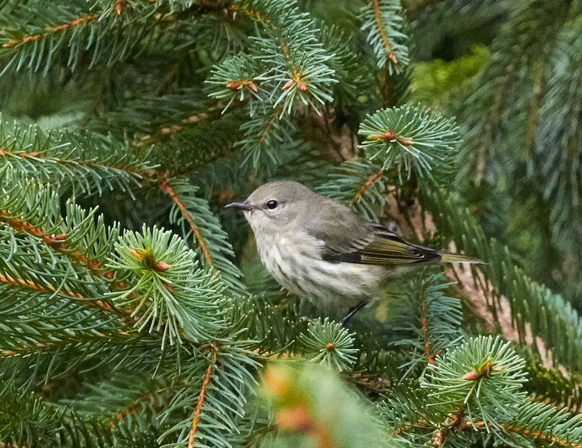Cape May Warbler - ML608329350