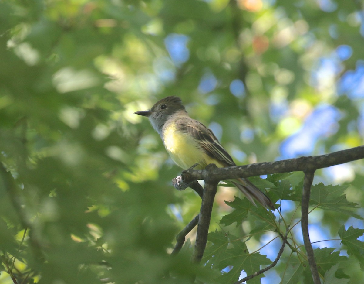 Great Crested Flycatcher - ML608329416