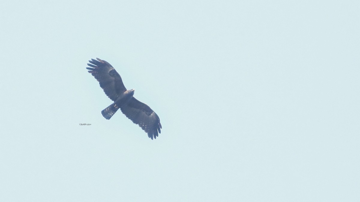 Greater Spotted Eagle - Fatih Izler