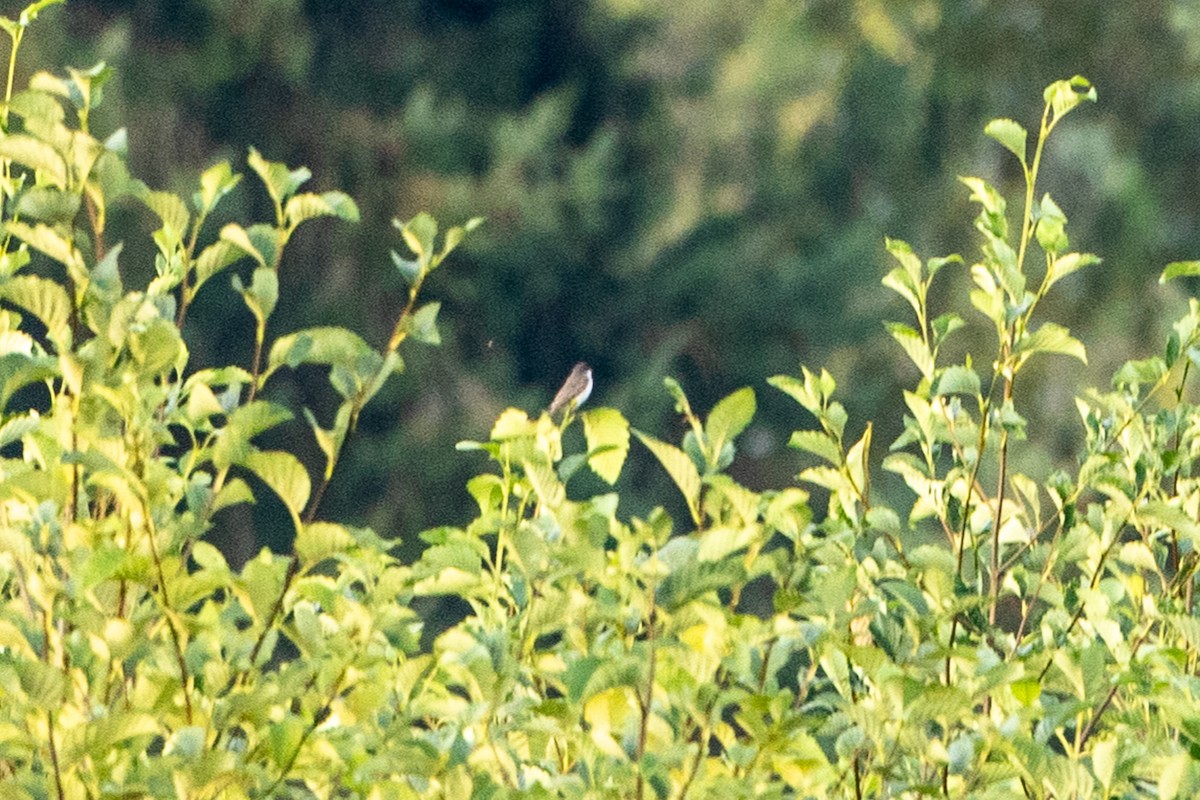 eBird Checklist 31 Aug 2023 Marymoor Park 54 species