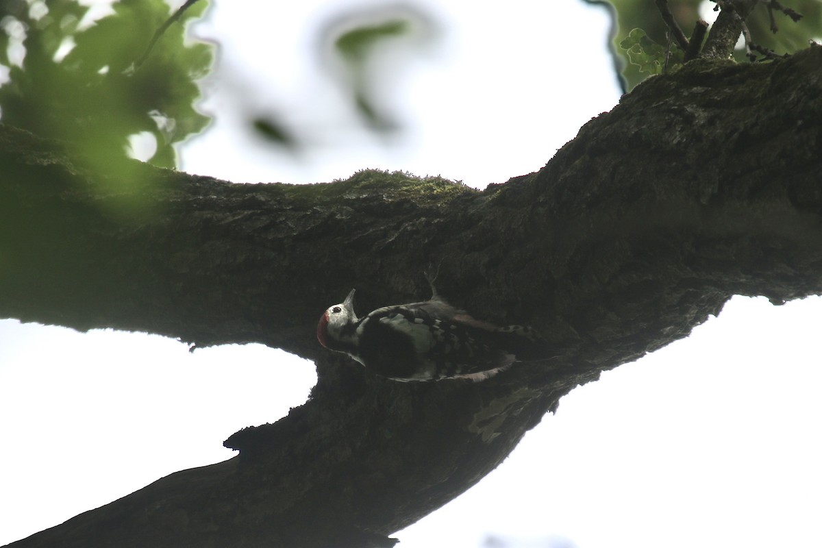Middle Spotted Woodpecker - Oscar Moss