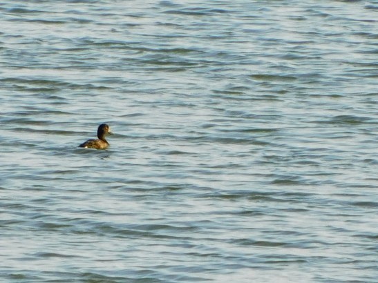 Greater Scaup - ML608330663
