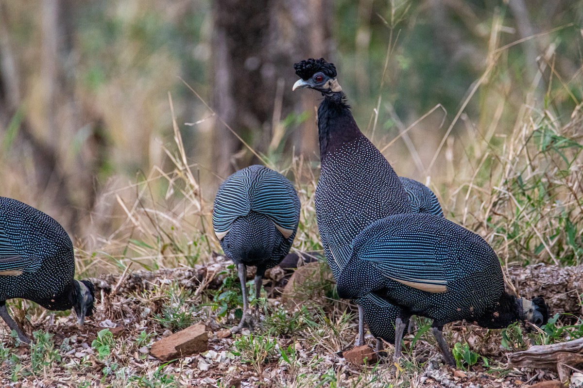 Southern Crested Guineafowl - ML608331063