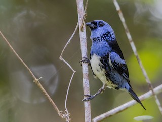  - White-bellied Tanager