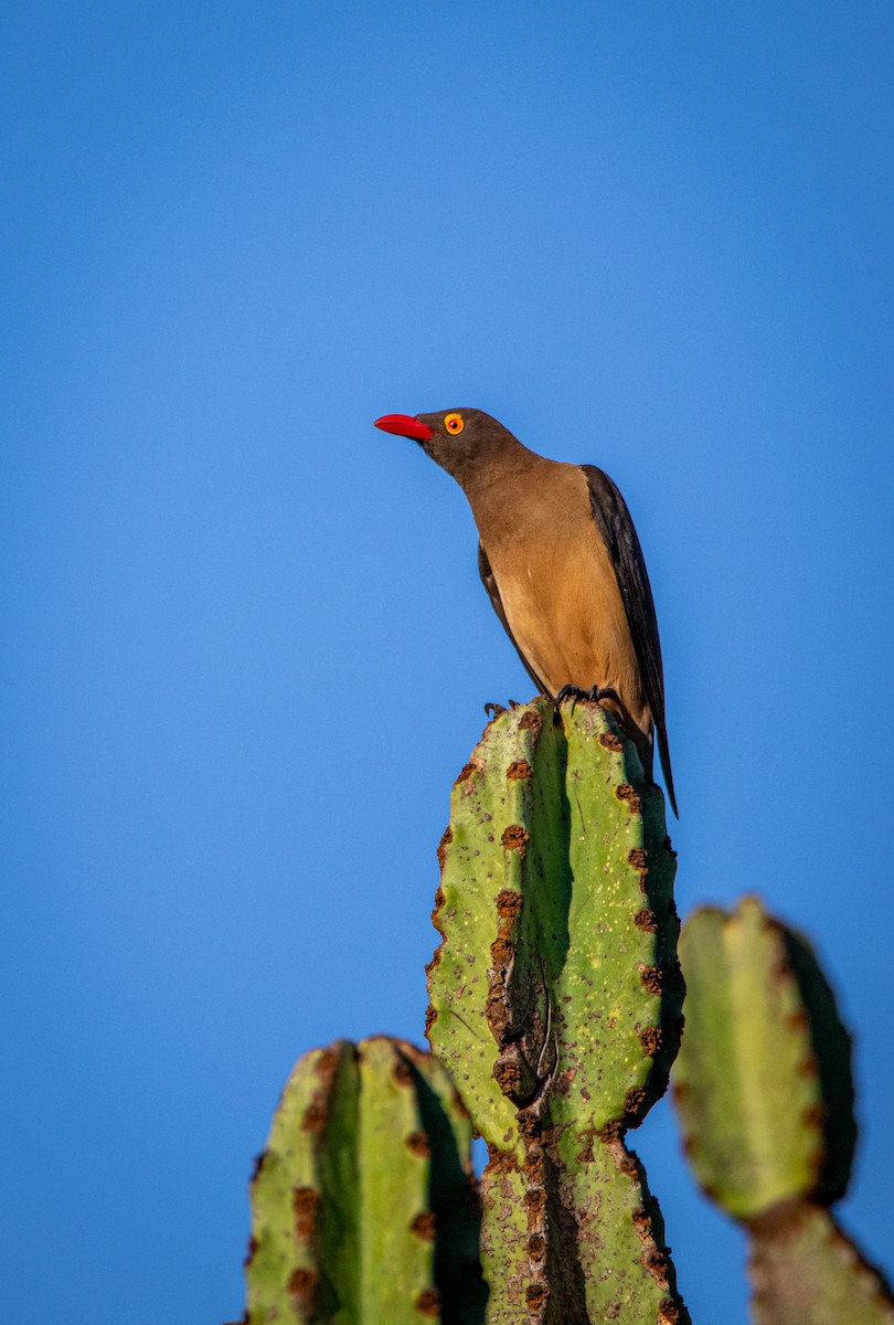 Red-billed Oxpecker - ML608331360