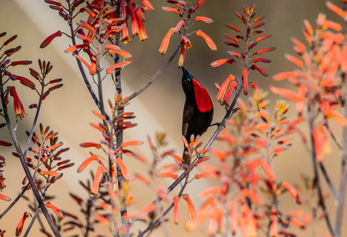 Scarlet-chested Sunbird - Callum Evans