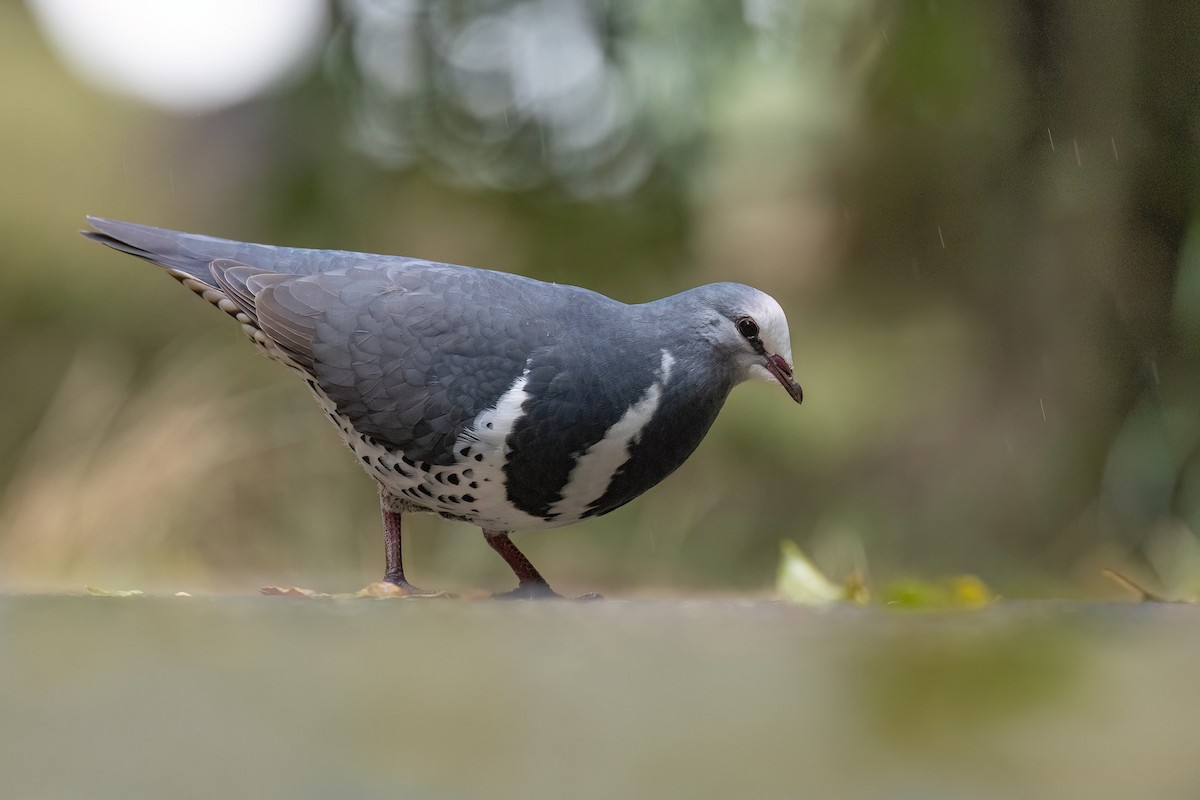 Wonga Pigeon - Chris Venetz | Ornis Birding Expeditions