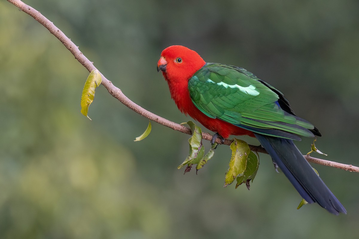Australian King-Parrot - Chris Venetz | Ornis Birding Expeditions