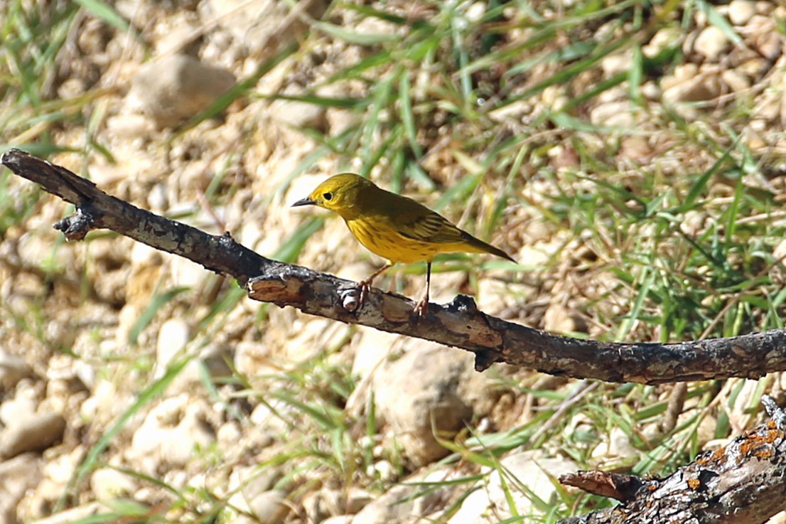 Yellow Warbler - ML608332741