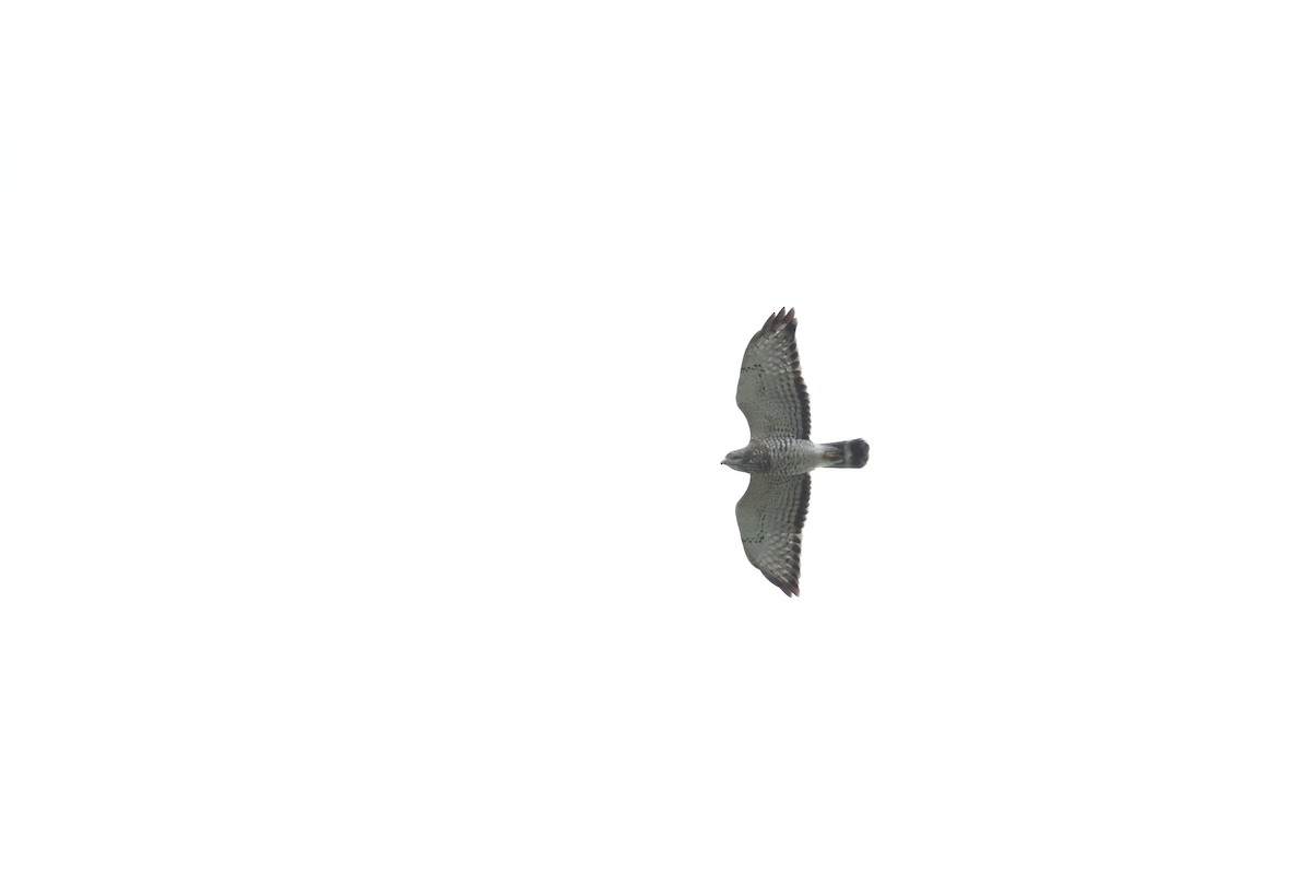Broad-winged Hawk - ML608332868
