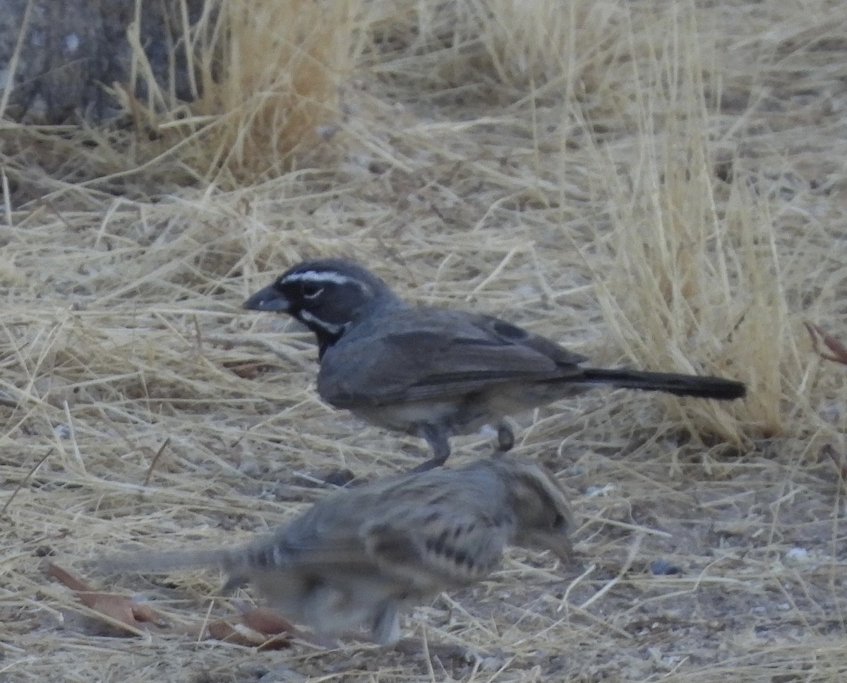 Black-throated Sparrow - ML608333280