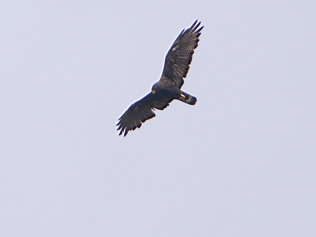 Zone-tailed Hawk - ML608333307
