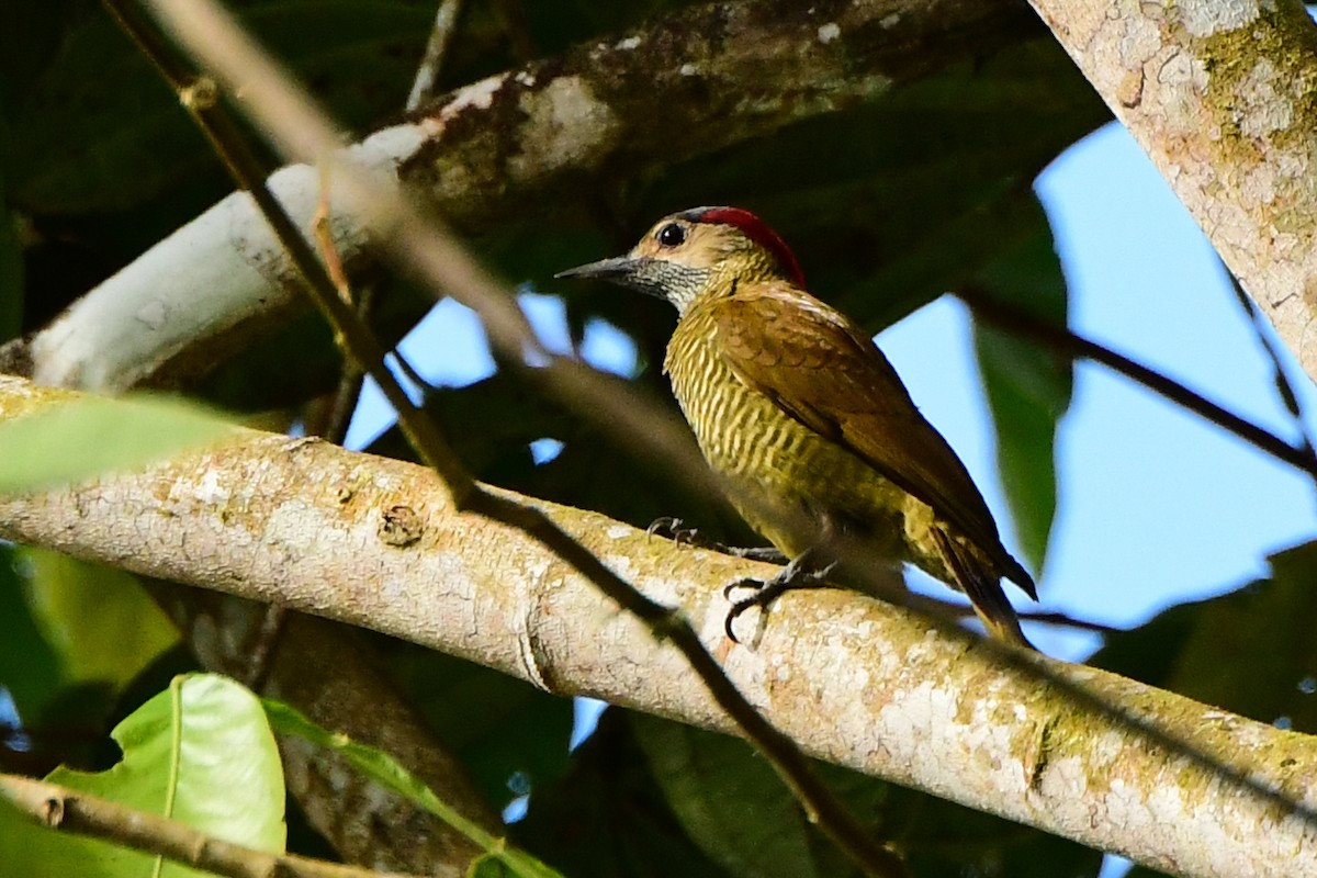 Golden-olive Woodpecker - ML608333385